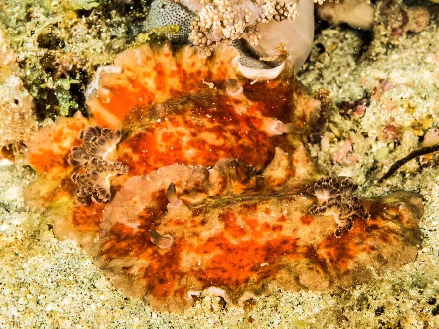 Platydoris cinerobranchiata